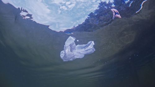 High angle view of jellyfish swimming in lake