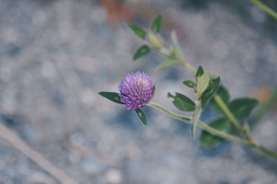 Close-up of pink flowers