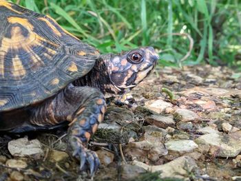 Close-up of turtle on field