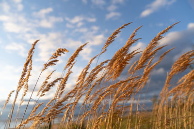 Beach dry grass, reeds, stalks blowing on wind at sunset over blue sky. autumn season