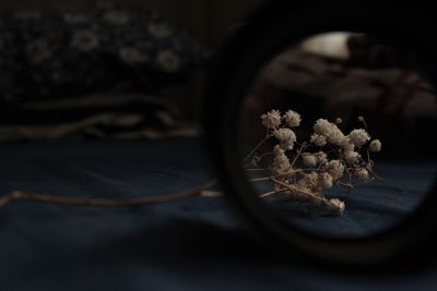 High angle view of flowers seen through magnifying glasses on table