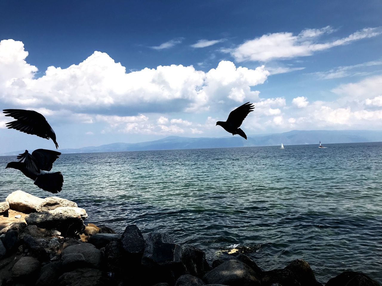 BIRD FLYING OVER SEA