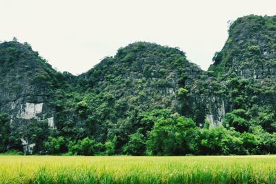 Scenic view of green landscape against clear sky