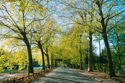 Trees in park during autumn