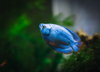 Close-up of fish swimming in aquarium