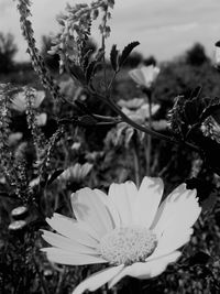 Close-up of flowers blooming outdoors