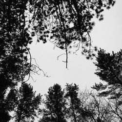 Low angle view of trees against sky