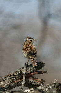 Close-up of bird perching on branch