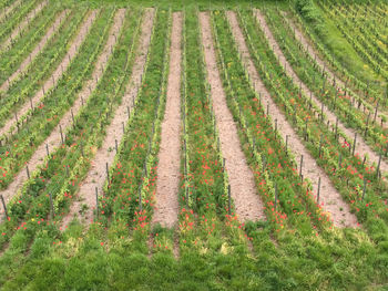 Scenic view of agricultural field