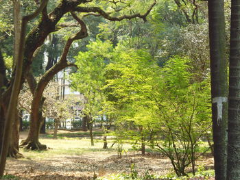 Trees in forest