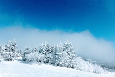 Snow covered trees show us beautiful scenery