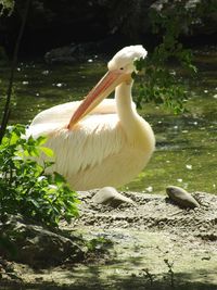 Bird in a lake