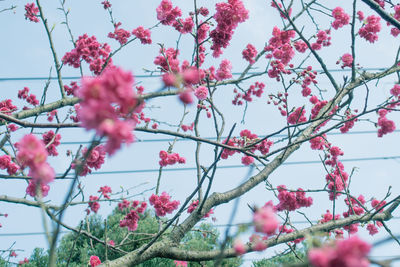 Low angle view of cherry blossoms