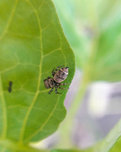 Close-up of insect on leaf