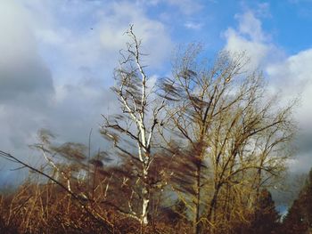 Low angle view of tree against sky