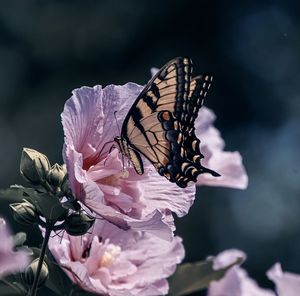 Close-up of butterfly pollinating on flower