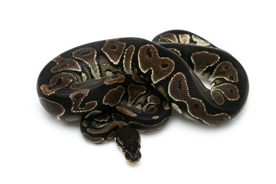 High angle view of a horse on white background