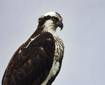 Low angle view of eagle against clear sky