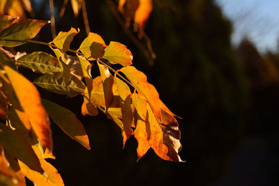 Close-up of leaves