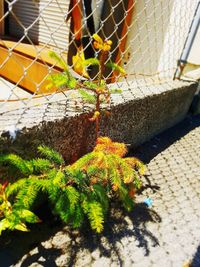 High angle view of plant by fence