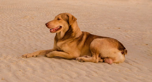 Dog lying on sand