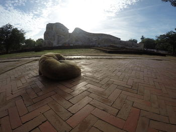View of a dog on the ground