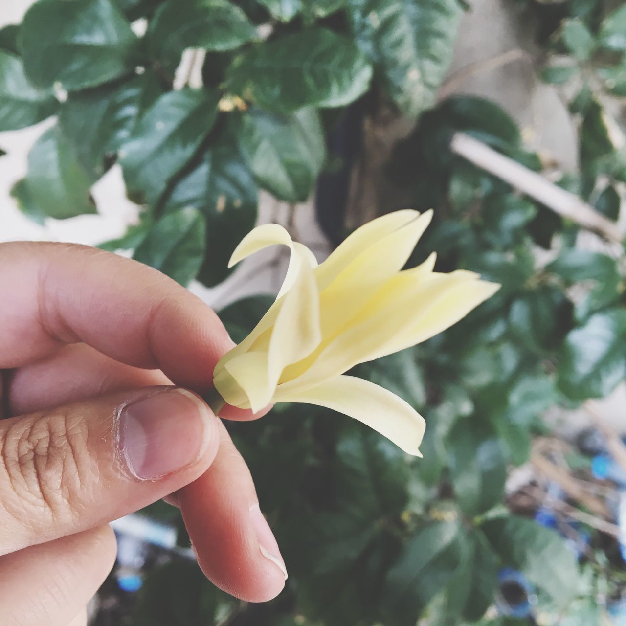 human hand, human body part, human finger, one person, focus on foreground, close-up, real people, petal, holding, flower, freshness, day, outdoors, fragility, flower head, beauty in nature, nature, people