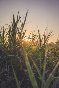 Close-up of grass growing in field