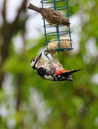 Woodpecker