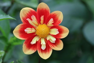 Close-up of pink flower
