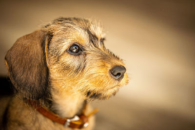 Close-up of a dog looking away