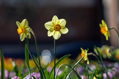 Close-up of yellow flowering plant