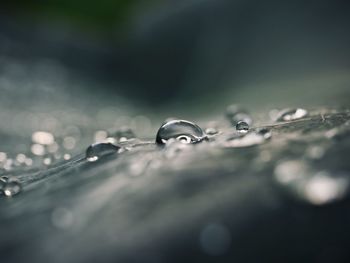 Close-up of water drops on leaf