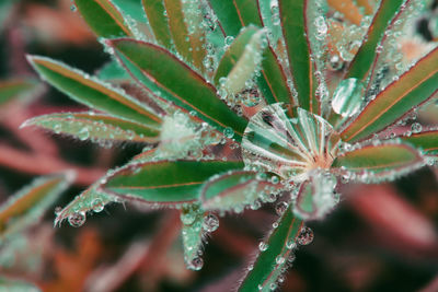 Close-up of wet plant leaves