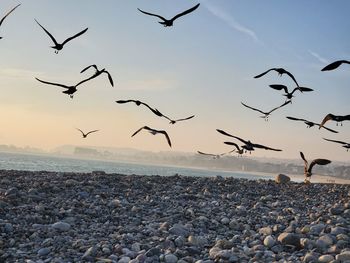 Flock of seagulls flying over sea