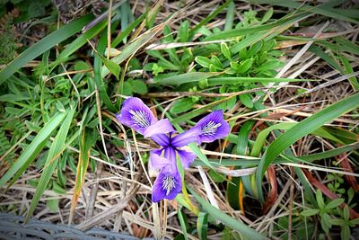 Close-up of purple flowers blooming in field