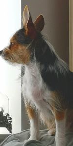 Close-up of a dog looking away at home