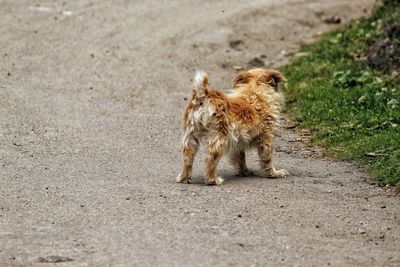 Dog running on road