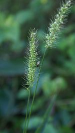 Close-up of plant growing in field