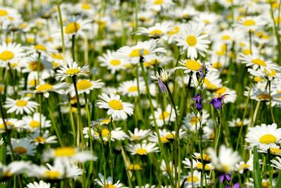 Close-up of white flowering plants on field