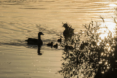 View of birds swimming in lake during sunset