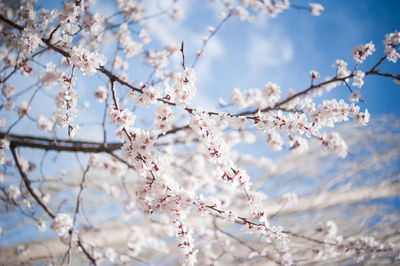 Low angle view of apple blossoms in spring