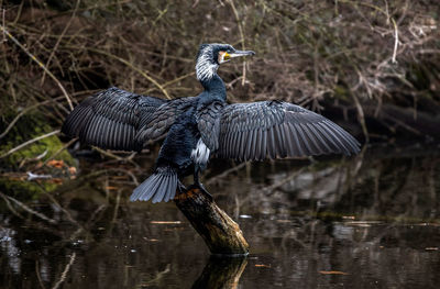 Waterbird - a cormorant 