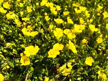 Close-up of yellow flowers