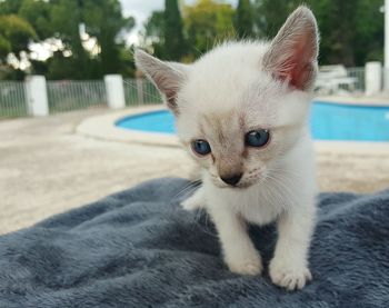 Close-up portrait of kitten