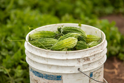 Close-up of fresh vegetables in bowl