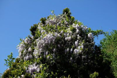 Low angle view of flowers on tree against clear sky