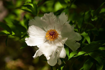 Close-up of white flowering plant