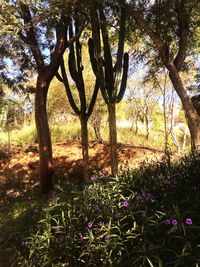 View of trees on landscape