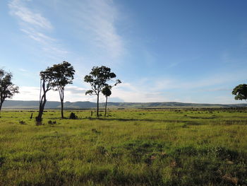 Trees on field against sky in masai mara, kenya